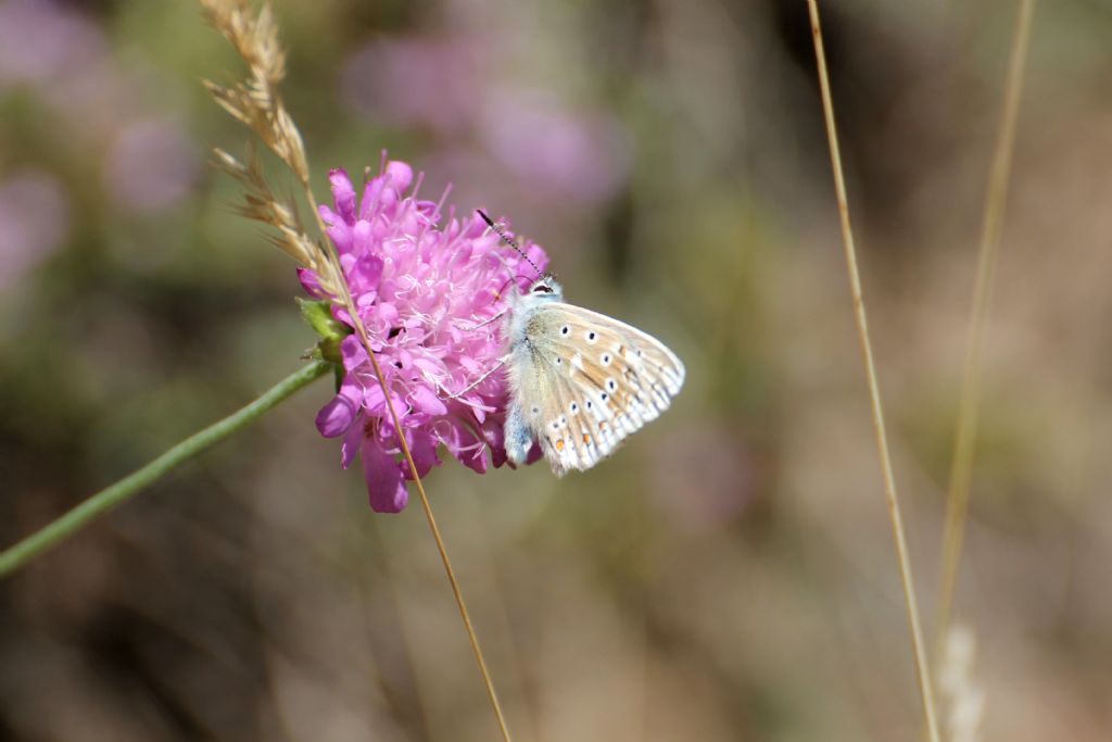 Polyommatus (Lysandra) coridon